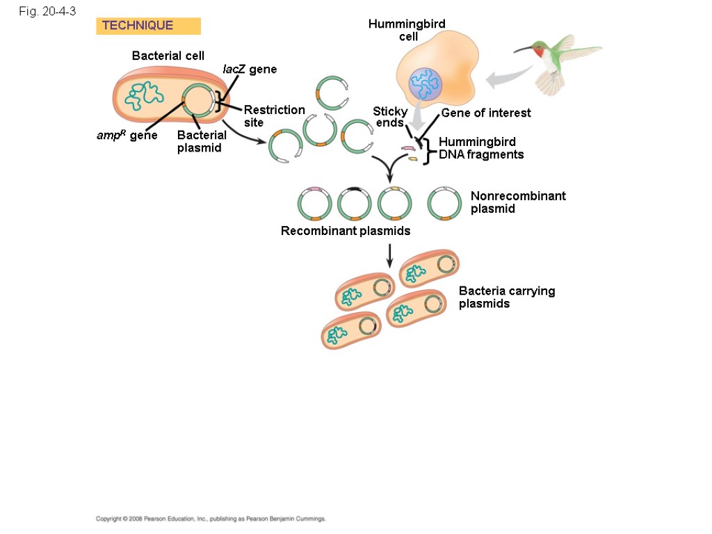 Fig. 20-4-3 Bacterial cell Bacterial plasmid lacZ gene Hummingbird cell Gene of interest Hummingbird